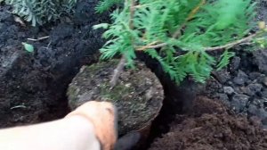 Посадка живой изгороди.  Туя Брабант.