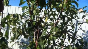 Красная летняя груша СТАРКРИМСОН