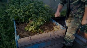 БОРЬБА С МЕДВЕДКОЙ.6 СПОСОБОВ ДЛЯ ЛЕНИВЫХ ОГОРОДНИКОВ