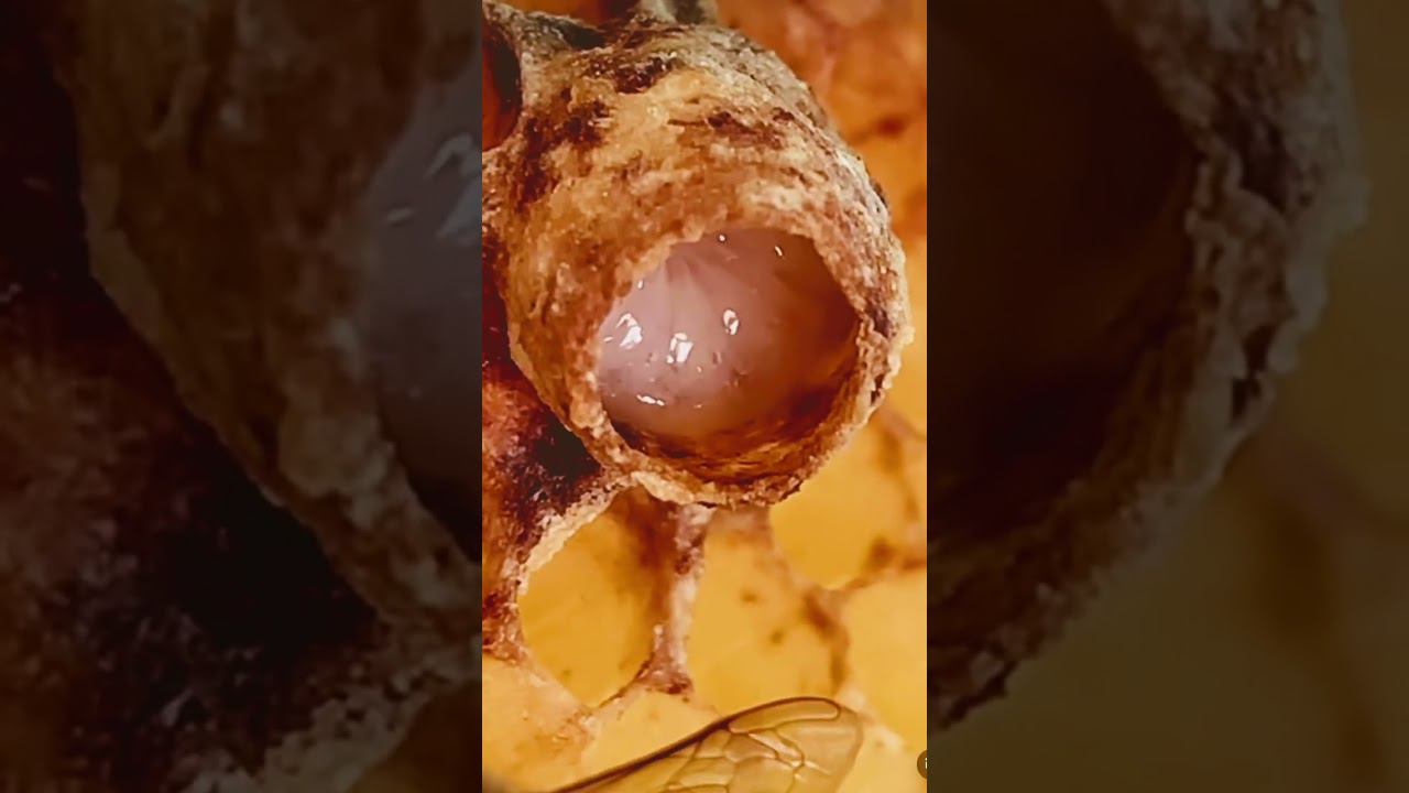 Маточное молочко. Личинка #наука #нарезки #красота #природа #пчеловодство #beekeeping #like смотреть онлайн