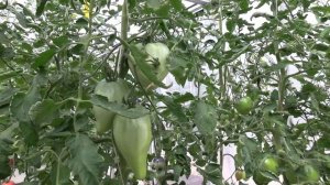 Томат Орлиное сердце (Королевский сад Ильи Королева)