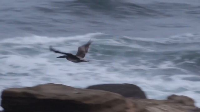 Finding Nemo: The Live Action Remake (Part 25) смотреть онлайн