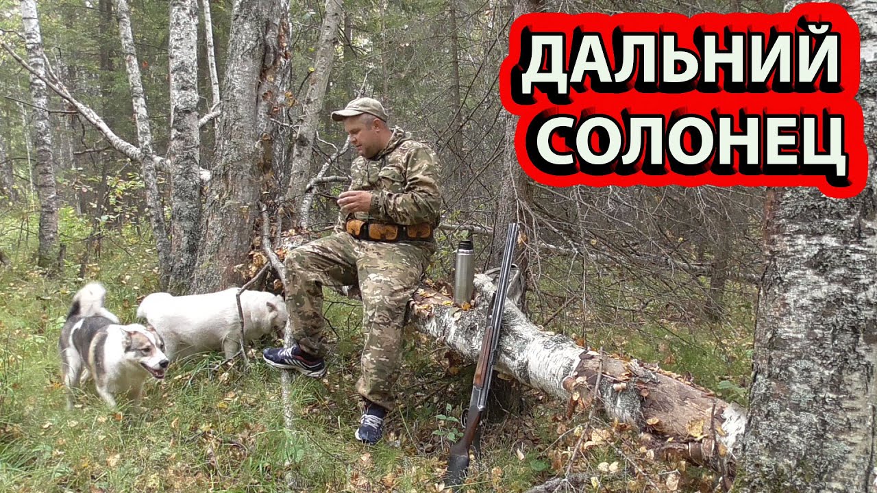 Иду на дальний солонец охота с лайками забрал капкан смотреть онлайн