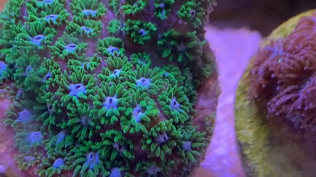 Leptastrea Blueberry Fields и Leptastrea Black Magic смотреть онлайн