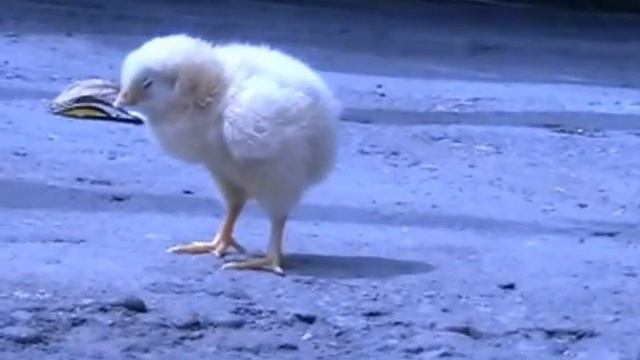 ЦЫПЛЕНОК СПИТ смотреть онлайн