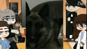 Реакция пса на ТТ(1 часть)@gnezdilov by =Nàsťuå=