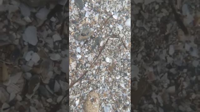 Подводная съемка рыбок) тестим водонепроницаемость модели Айфон 12 мини смотреть онлайн