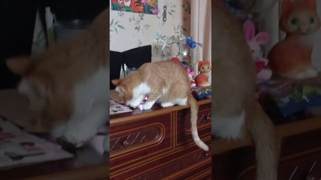 Кошка ест блины???? смотреть онлайн