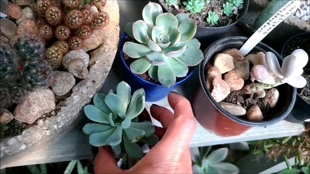 Comprinhas de suculentas, echeveria, pachyveria. смотреть онлайн