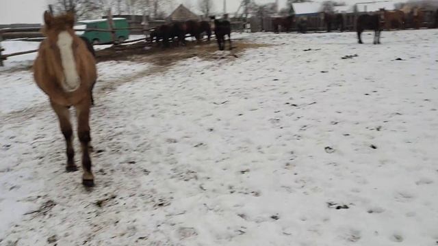 Лошади тяжеловоз русский и соаетский смотреть онлайн