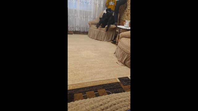 Шотландский сеттер.Dog