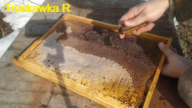 Пасека. Куда девать "неправильные" рамки с мёдом? выбросить или оставить? #TruskawkaR смотреть онлайн