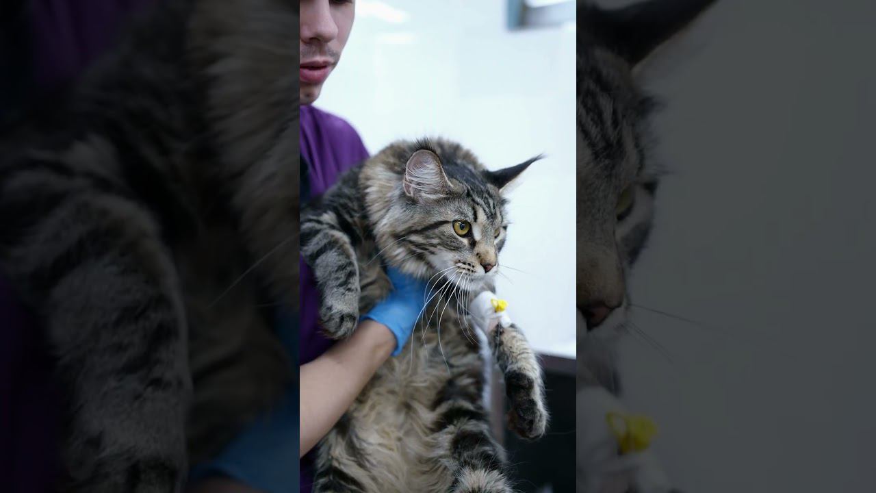 Что делать если кошка сломала лапу? #остеосинтез #мейнкун #перелом #операция #кошка #пластина смотреть онлайн