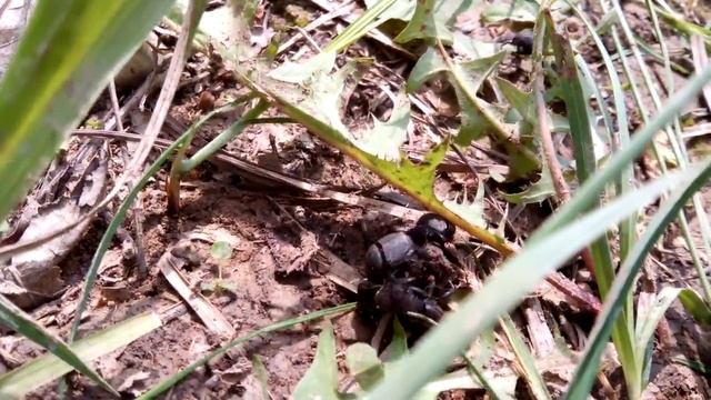 хоть на дворе и зима, но я вам подарю немного весны и тепла) смотреть онлайн