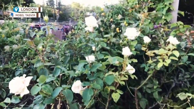 qishloq uslubidagi bog'da nimalar bor??? смотреть онлайн