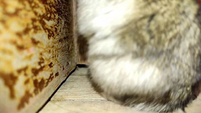 это вторая часть первая часть была хомячком малышом а вторая часть с хомячком кешей ❤️😘🐹🐹 смотреть онлайн