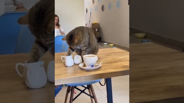 Funny cat videos 2023? Funny animal videos - Funny animals 296 смотреть онлайн
