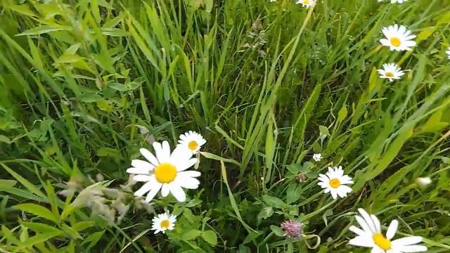 Цветы на даче весной !!!! Красиво,нежно и с любовью. смотреть онлайн