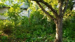 ЗАБРОШЕННАЯ ДАЧА. РАСЧИСТКА УЧАСТКА.  Часть 1.