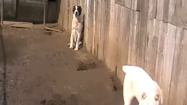 Гингема,Буслай с КП смотреть онлайн