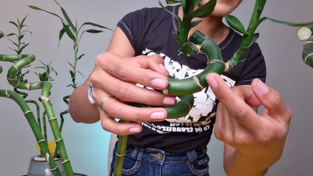 Easy Lucky Bamboo Propagation | How To Cut Lucky Bamboo | Dracaena Sanderiana Propagation