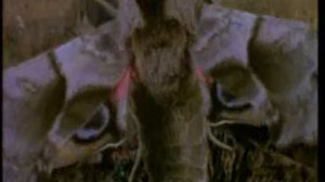 Опровержение теории Дарвина