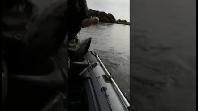 Ловля кеты в Камчатском крае на воблер 80 мм (13 гр) от Mr. Musurok