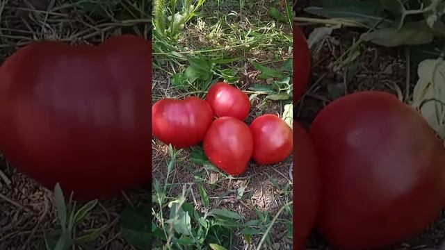Самый лучший в мире томат 2022 г. !Высокоурожайный и супер сладкий сорт томата Сахарная гирлянда! смотреть онлайн