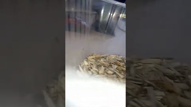 выращеваю овес. день 1 смотреть онлайн