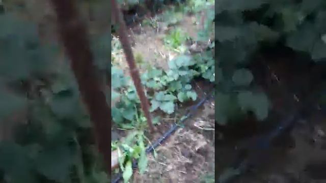 Формировка куста ежевики,для последущего осеннего укрытия