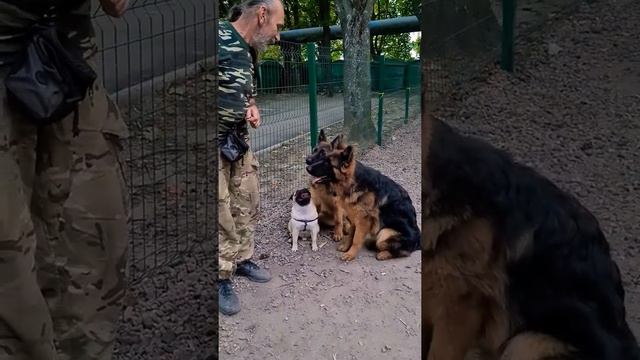 САМЫЕ УМНЫЕ собаки - Немецкие овчарки! ?? смотреть онлайн