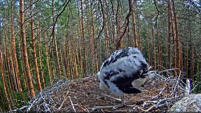 20.06.2019. Нападение на аистят(2). смотреть онлайн