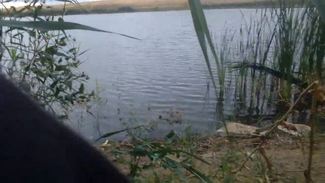 охота с пневматикой мр-512,на лысуху,стреляю с 60 м смотреть онлайн