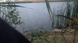 охота с пневматикой мр-512,на лысуху,стреляю с 60 м