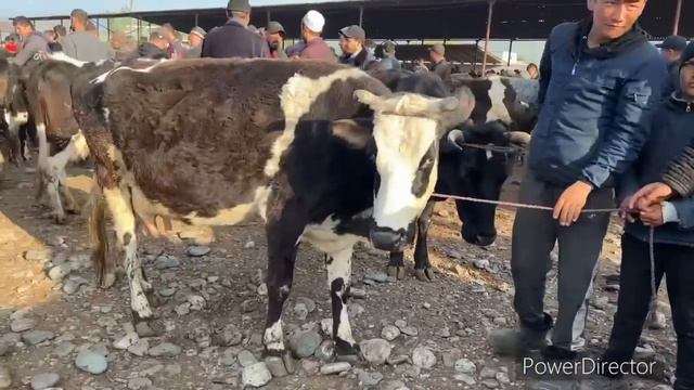НАРХИ ГОВИ ШИРТЕ МОЛИ ЗУР ДАРБОЗОРИ ПАХТАБОД РЕГАР НЕ ПРОПУСКАТЬ НАРХО ООО 26 марта 2023 г. смотреть онлайн