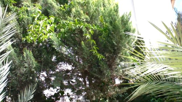 Пальма и птицы смотреть онлайн