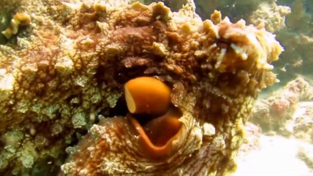 Осьминог смотреть онлайн