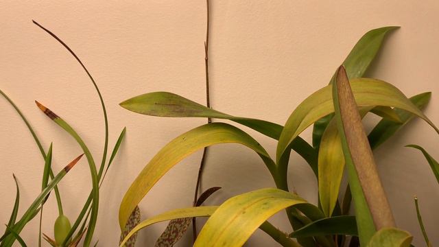Bloom Profile No.11 | Psychopsis Mendenhall Hildos смотреть онлайн