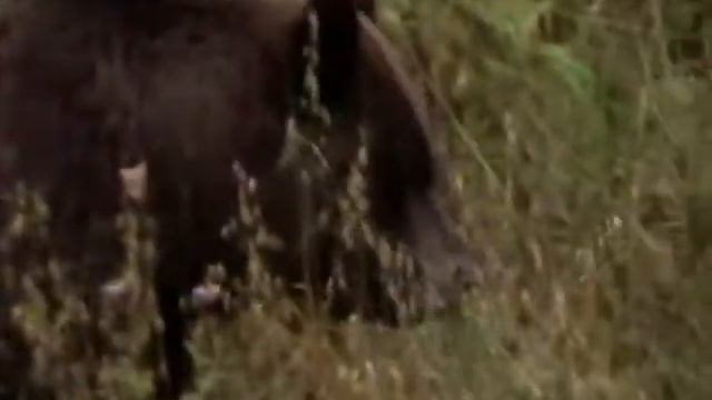 Ну-ка хватит жрать.. иди отсюда🐻 смотреть онлайн