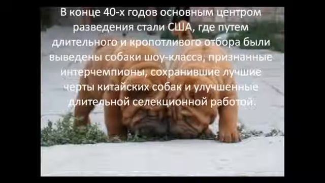 Шарпеи смотреть онлайн