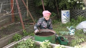 Посадка огурцов в бочку