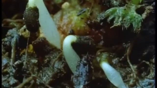 Значение воды для живых организмов смотреть онлайн
