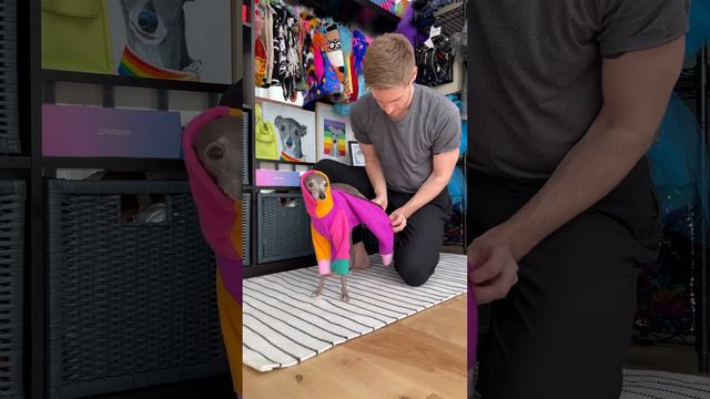 How to Dress an Italian Greyhound смотреть онлайн