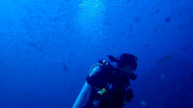 02092018 Chasing barracuda with power jet-fin смотреть онлайн