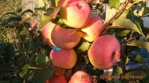 Яблоня обыкновенная Услада (malus uslada) ? яблоня Услада обзор: как сажать саженцы яблони Услада