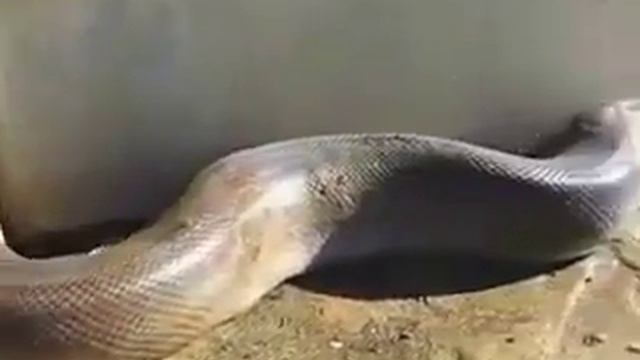 ШОК ! ЗМЕЯ СЪЕЛА МАШИНУ , СЛАБОНЕРВНЫМ НЕ СМОТРЕТЬ ! смотреть онлайн