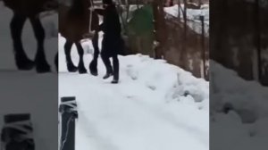 Цыганские лошади Санкт-Петербург