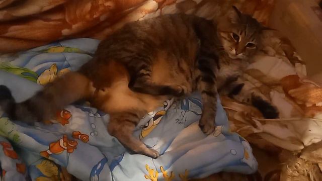 ГЛАДИМ КОТА ПО ЛАПКАМ И ЖИВОТИКУ!!! смотреть онлайн