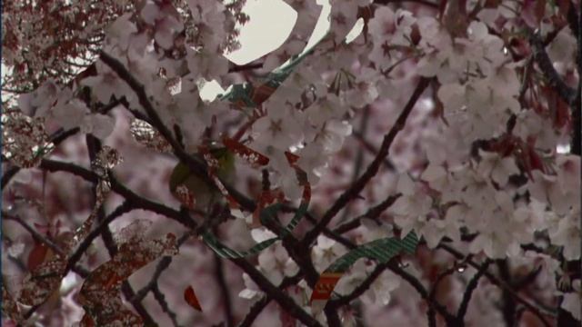 Cherry Blossom / Цветение сакуры