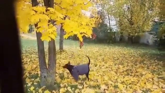 Красивая осень с August of Shvezkor. Немецкий пинчер смотреть онлайн